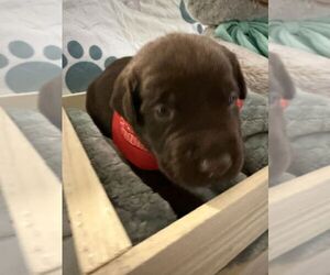 Labrador Retriever Puppy for sale in WEBSTER, FL, USA