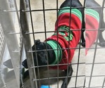 Small #3 Staffordshire Bull Terrier