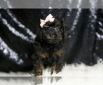 Small #4 Poodle (Toy)