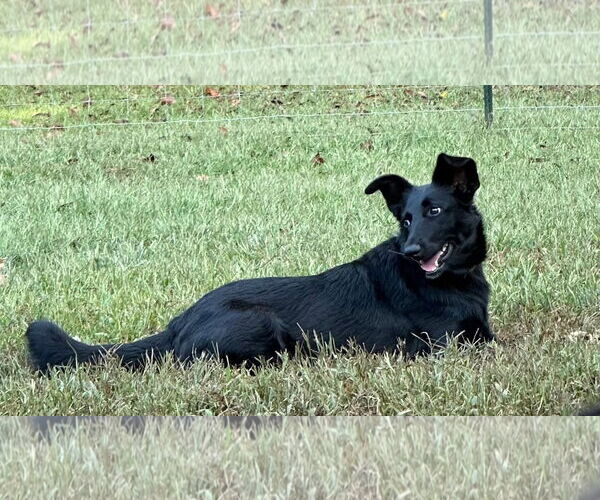 Medium Photo #2 Collie-German Shepherd Dog Mix Puppy For Sale in McDonough, GA, USA