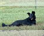 Small #1 Collie-German Shepherd Dog Mix
