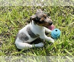 Small #29 Jack Russell Terrier