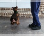 Small Photo #6 Doberman Pinscher Puppy For Sale in LITTLE ROCK, AR, USA