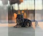 Small #19 French Bulldog