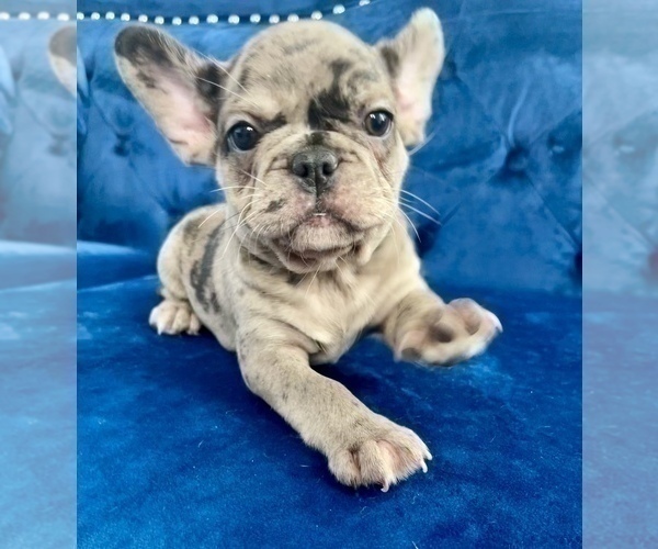 Medium Photo #1 French Bulldog Puppy For Sale in PACIFIC PALISADES, CA, USA