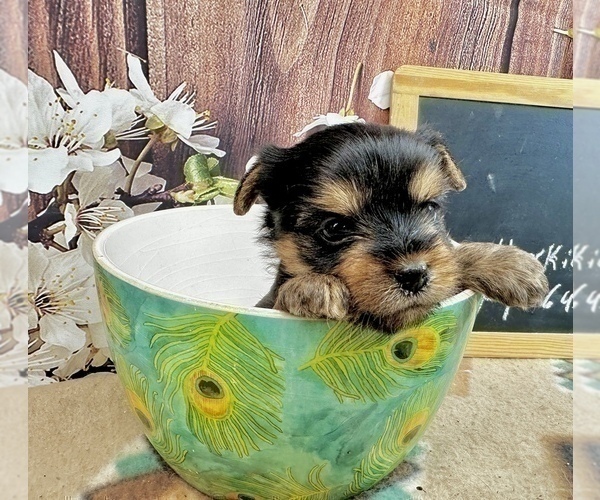 Medium Photo #11 Yorkshire Terrier Puppy For Sale in CASSVILLE, MO, USA