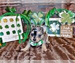 Small Photo #95 Chihuahua Puppy For Sale in CHARLESTON, AR, USA