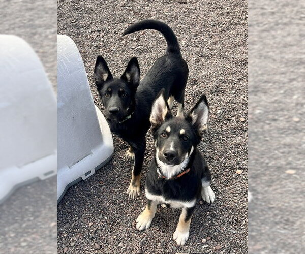 Medium Photo #2 German Shepherd Dog-Unknown Mix Puppy For Sale in Webster, WI, USA