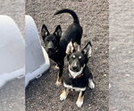 Small #1 German Shepherd Dog Mix