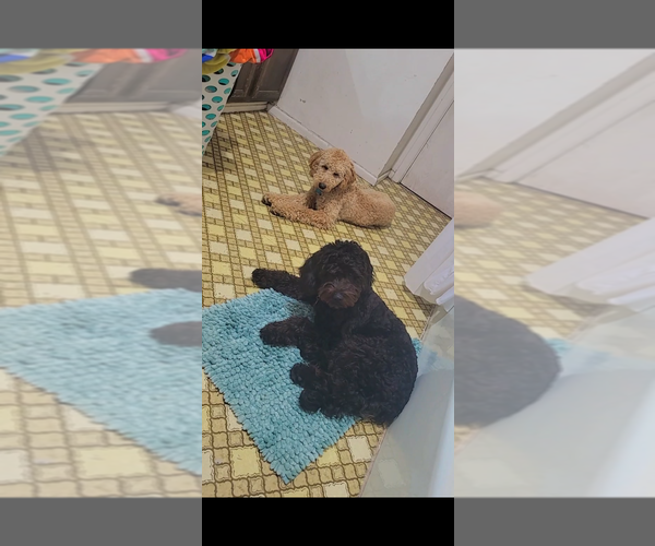 Medium Photo #1 Goldendoodle Puppy For Sale in SPANISH FORK, UT, USA
