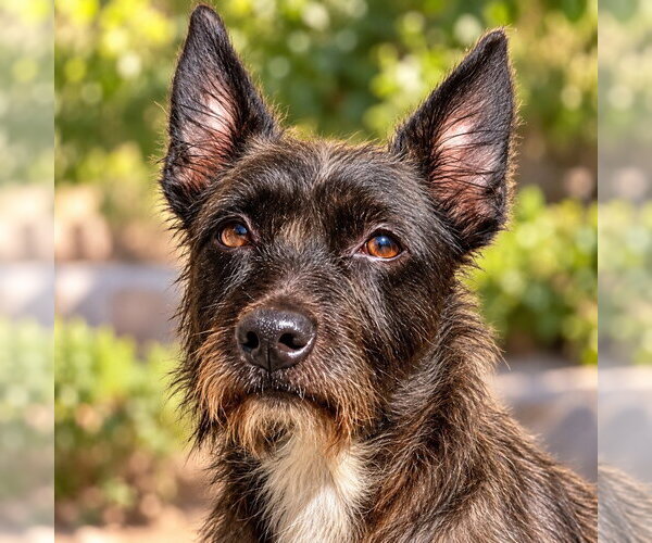 Medium Photo #1 Mutt Puppy For Sale in Lake Forest, CA, USA