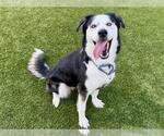 Small #1 Siberian Husky Mix