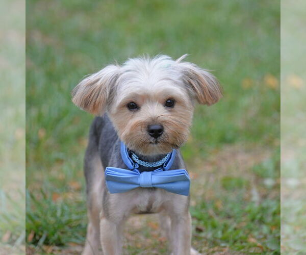 Medium Photo #1 Mutt Puppy For Sale in Gretna, NE, USA