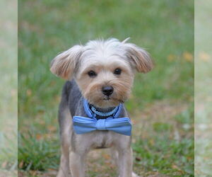 Mutt Dogs for adoption in Gretna, NE, USA