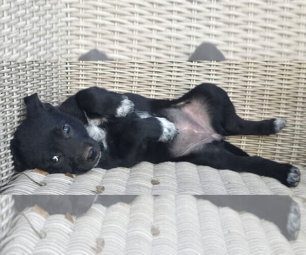 Medium Photo #2 German Shepherd Dog-Unknown Mix Puppy For Sale in Alexander, AR, USA