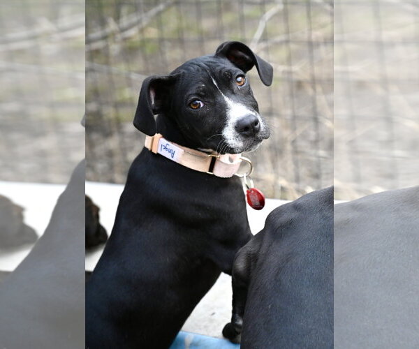 Medium Photo #2 Boston Huahua Puppy For Sale in Wakefield, RI, USA