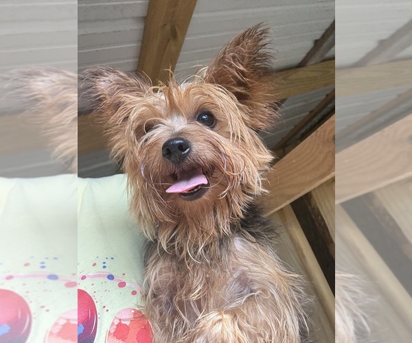 Medium Photo #1 Yorkshire Terrier Puppy For Sale in WASHINGTON, GA, USA