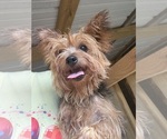 Small Photo #1 Yorkshire Terrier Puppy For Sale in WASHINGTON, GA, USA
