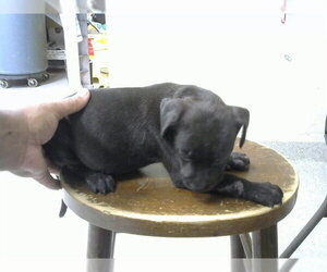 American Pit Bull Terrier-Labrador Retriever Mix Dogs for adoption in Pasadena, TX, USA