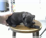 Small American Pit Bull Terrier-Labrador Retriever Mix