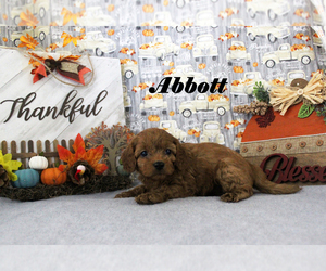 Cavapoo Puppy for sale in CHANUTE, KS, USA