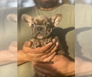 French Bulldog Puppy for sale in GERBER, CA, USA