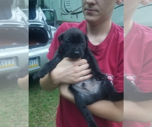  Puppy for sale in CULLODEN, GA, USA