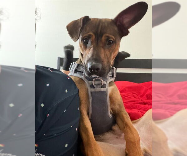 Medium Photo #2 German Shepherd Dog-Unknown Mix Puppy For Sale in Fayetteville, NC, USA