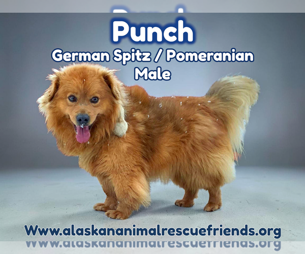 Medium Photo #1 German Spitz-Pomeranian Mix Puppy For Sale in Anchorage, AK, USA