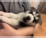 Small Photo #3 German Shepherd Dog-Siberian Husky Mix Puppy For Sale in FAIRMONT, WV, USA
