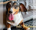 Small #12 Dachshund