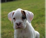 Small Photo #1 Boxer Puppy For Sale in SHIPSHEWANA, IN, USA