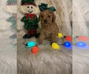 Goldendoodle (Miniature) Puppy for sale in BEECH GROVE, IN, USA