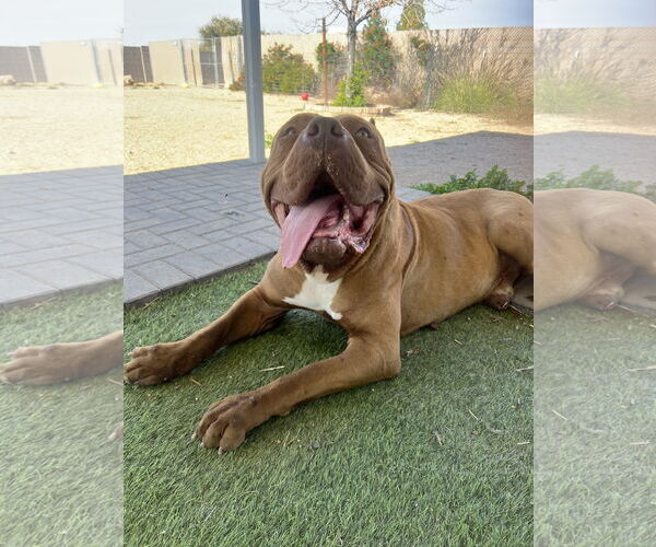 Medium Photo #3 Mastiff Puppy For Sale in Goodyear, AZ, USA