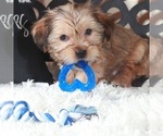 Small #4 Shorkie Tzu