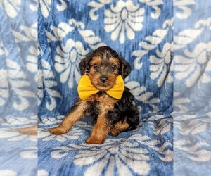 YorkiePoo Puppy for sale in QUARRYVILLE, PA, USA