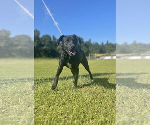 Labrador Retriever-Unknown Mix Dogs for adoption in Rockaway, NJ, USA