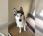 Small #2 Siberian Husky