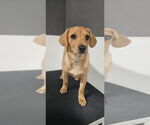 Small #1 Mutt