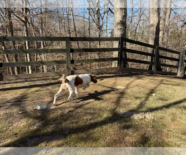 Medium Photo #2 Brittany Puppy For Sale in Curwensville, PA, USA