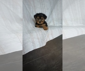 Medium Yorkshire Terrier