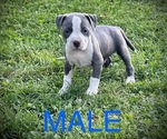 Puppy Puppy 10 American Bully