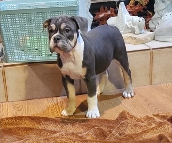 Medium Photo #5 Olde English Bulldogge Puppy For Sale in Coal Valley, IL, USA