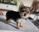 Puppy Puppy 3 Yorkshire Terrier