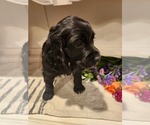 Small #11 Cocker Spaniel-English Springer Spaniel Mix