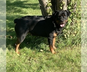 Mother of the Rottweiler puppies born on 10/02/2021