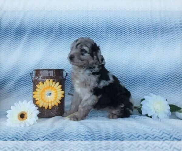 Medium Photo #3 Aussiedoodle Puppy For Sale in FREDERICKSBG, OH, USA