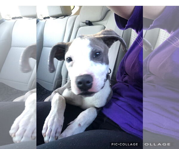 Medium Photo #5 Mutt Puppy For Sale in Holly Springs, NC, USA