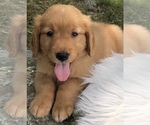 Puppy Max Golden Retriever