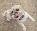 Small #3 Shih Tzu Mix